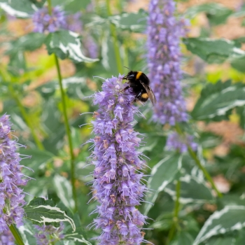 Agastache - hybride - Crazy Fortune - Atenduis