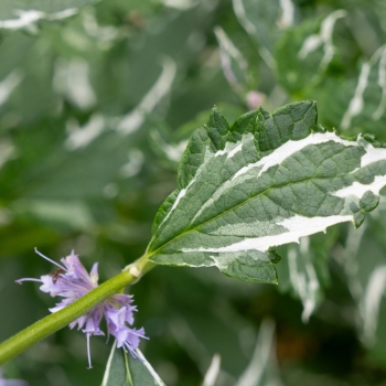 Agastache - hybride - Crazy Fortune - Atenduis