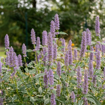 Agastache - hybride - Crazy Fortune - Atenduis
