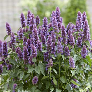 Agastache - hybride - Beelicious Purple - Agapd