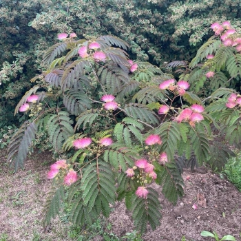 Albizia  - julibrissin - Minizia - Julalmz
