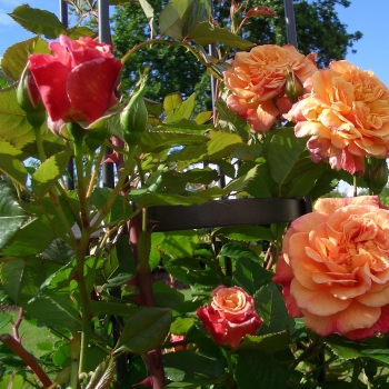 Rosa - hybride - Aloha® - Korwesrug
