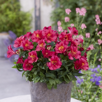 Alstroemeria - hybride - Cherry - TURCAL211