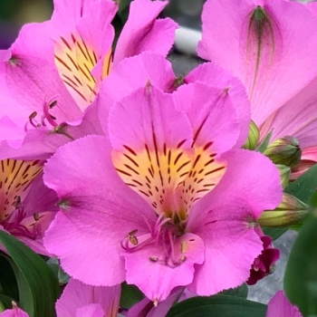 Alstroemeria - hybride - Purple - TURCAL209