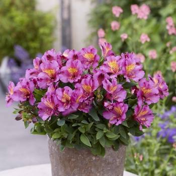 Alstroemeria - hybride - Purple - TURCAL209