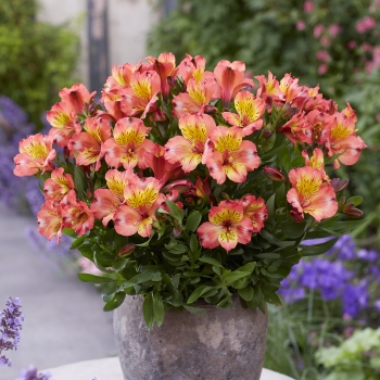 Alstroemeria - hybride - Salmon - TURCAL139