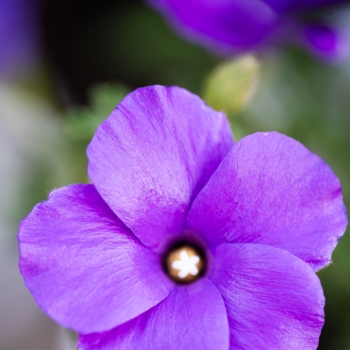 Alyogyne - huegelii × wrayae - Little Paradise - IB203-1