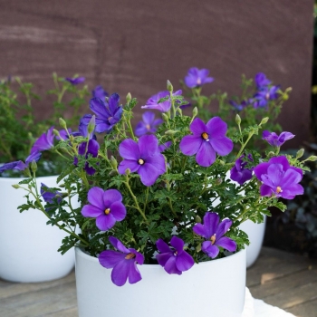 Alyogyne - huegelii × wrayae - Little Paradise - IB203-1