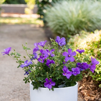 Alyogyne - huegelii × wrayae - Little Paradise - IB203-1