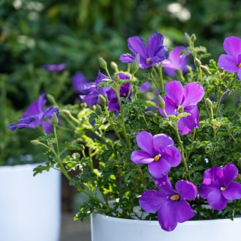 Alyogyne - huegelii × wrayae - Little Paradise - IB203-1