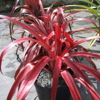 Ananas - hybride - Mila - COV