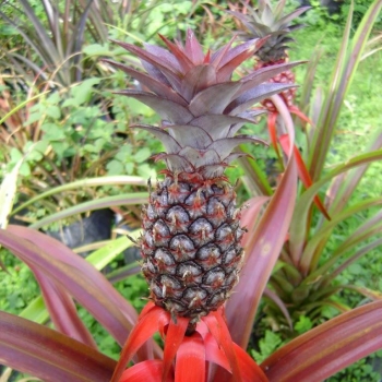 Ananas - hybride - Mila - COV