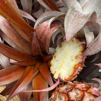 Ananas - hybride - Mila - COV