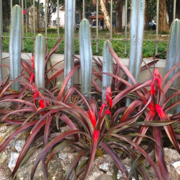 Ananas - hybride - Mila - COV