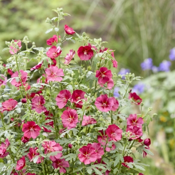 Anisodontea - hybride - Candy Apple - IB201-7