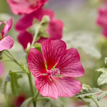 Anisodontea - hybride - Candy Apple - IB201-7