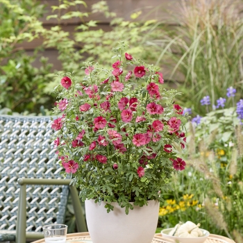 Anisodontea - hybride - Candy Apple - IB201-7