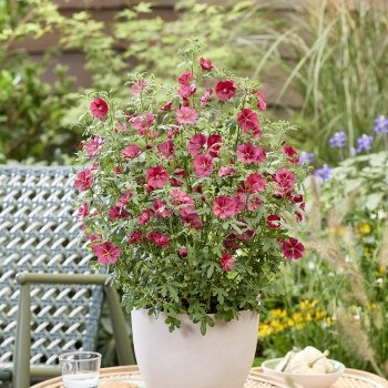 Anisodontea - hybride - Candy Apple - IB201-7