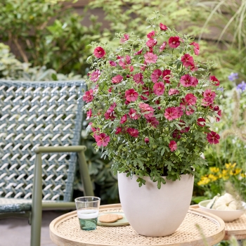 Anisodontea - hybride - Candy Apple - IB201-7