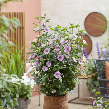 Anisodontea - hybride - Cotton Candy Pink - IB 005-6