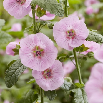 Anisodontea - hybride - Marshmallow - IB 005-6