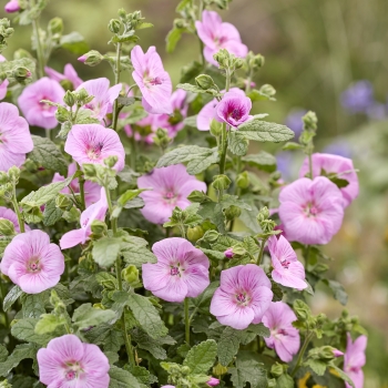 Anisodontea - hybride - Cotton Candy Pink - IB 005-6