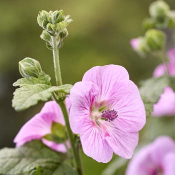 Anisodontea - hybride - Cotton Candy Pink - IB 005-6