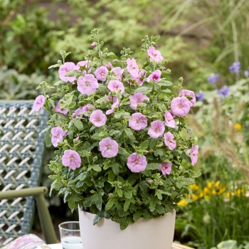 Anisodontea - hybride - Cotton Candy Pink - IB 005-6