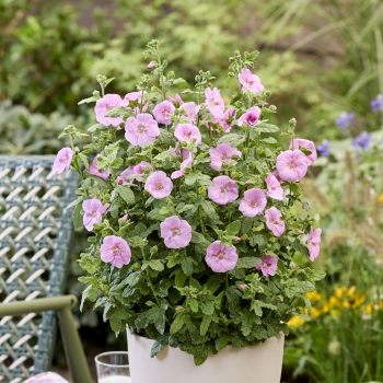 Anisodontea - hybride - Cotton Candy Pink - IB 005-6