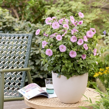 Anisodontea - hybride - Cotton Candy Pink - IB 005-6