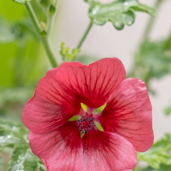 Anisodontea - hybride - Fiesta - IB005-3