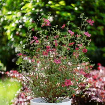 Anisodontea - hybride - Fiesta - IB005-3