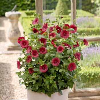 Anisodontea - hybride - Fiesta - IB005-3