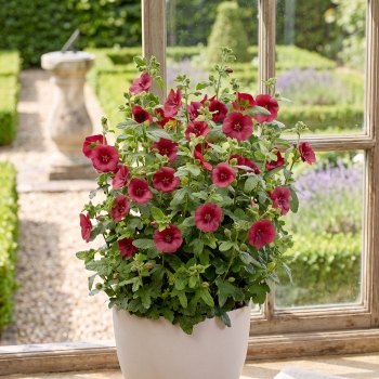 Anisodontea - hybride - Fiesta - IB005-3