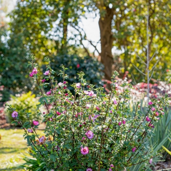 Anisodontea - hybride - Dayo - IB 609-3