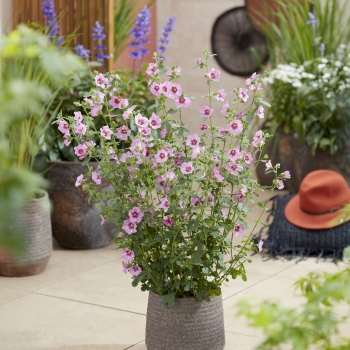 Anisodontea - hybride - Gala - IB 609-3