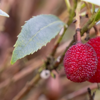 Arbutus - unedo - Mercurius - Bocarm