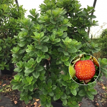 Arbutus - unedo - Peace and Love - Levap