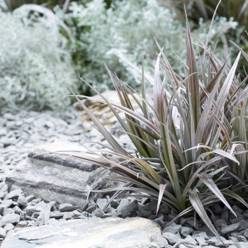 Astelia - hybride - Red Shadow - A1