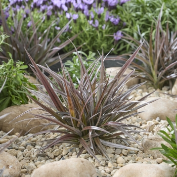 Astelia - hybride - Red Shadow - A1