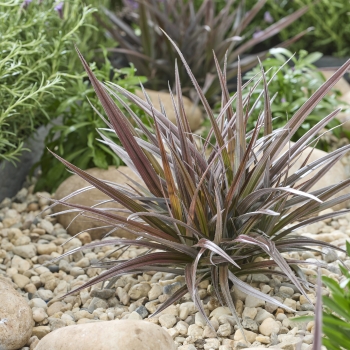 Astelia - hybride - Red Shadow - A1