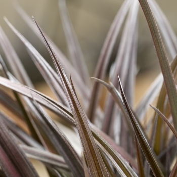 Astelia - hybride - Red Shadow - A1