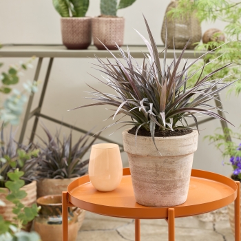 Astelia - hybride - Red Shadow - A1