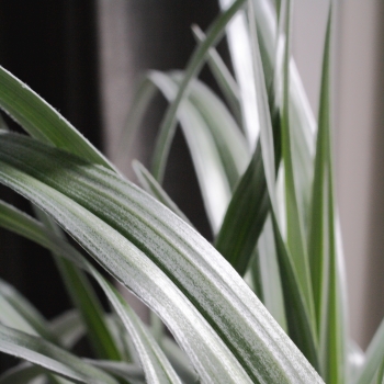 Astelia - chathamica × nervosa - Silver Shadow - COV