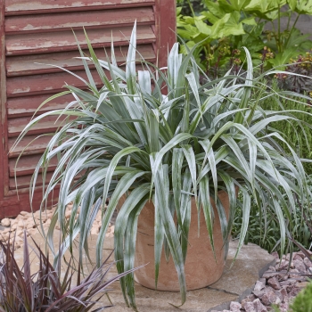 Astelia - chathamica × nervosa - Silver Shadow - COV