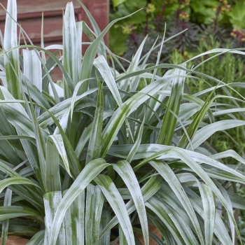 Astelia - chathamica × nervosa - Silver Shadow - COV