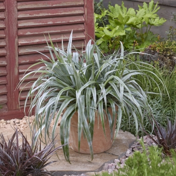 Astelia - chathamica × nervosa - Silver Shadow - COV