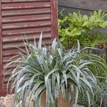 Astelia - chathamica × nervosa - Silver Shadow - COV