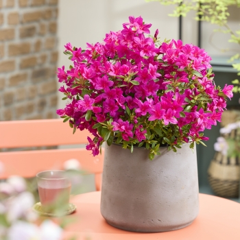 Azalea - hybride - Autumn Prince - Roblezg