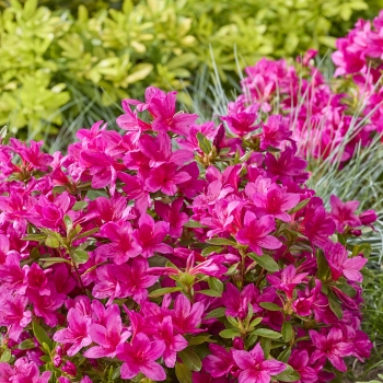 Azalea - hybride - Autumn Prince - Roblezg